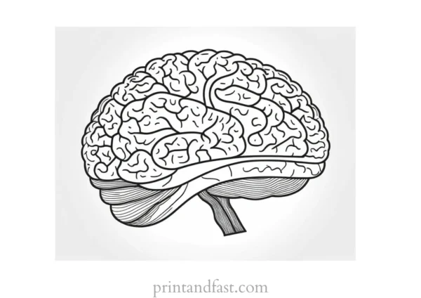 brain coloring page for learning