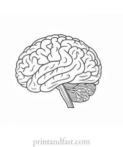 brain coloring page for medical students