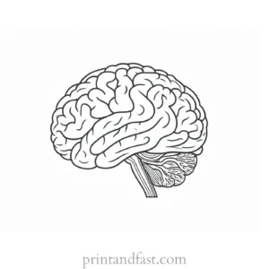 brain coloring page for medical students