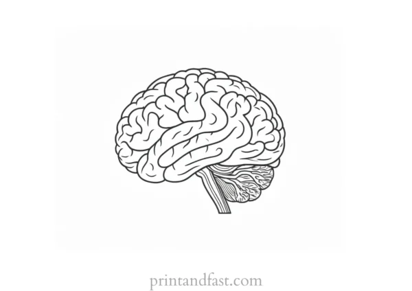 brain coloring page for medical students