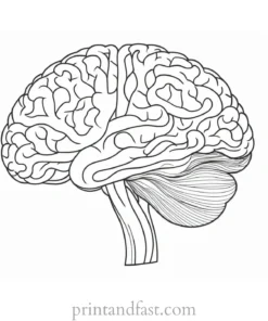 brain coloring page for project