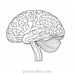 brain coloring page for project