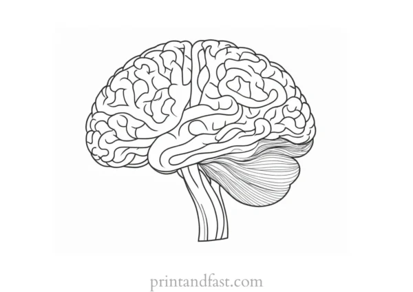 brain coloring page for project