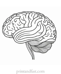 brain coloring page for psychology