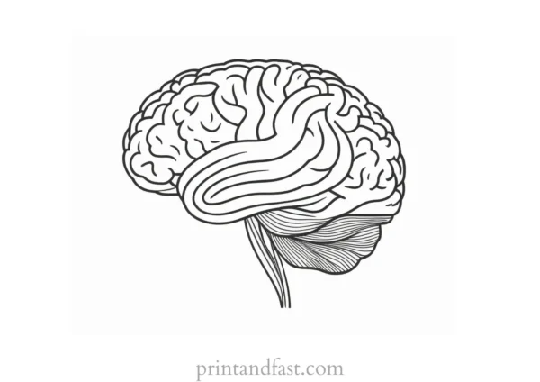 brain coloring page for psychology