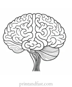 brain coloring page for research