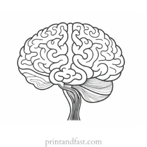 brain coloring page for research