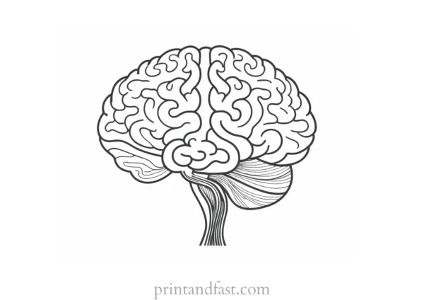 brain coloring page for research