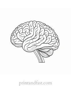 brain coloring page for science class