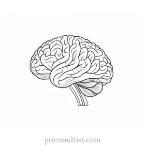 brain coloring page for science class