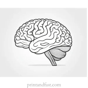 brain coloring page for study