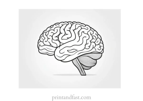 brain coloring page for study