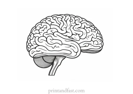 brain coloring page labeled