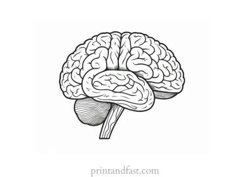 brain coloring page printable