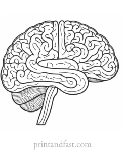 brain coloring page with answers