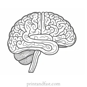 brain coloring page with answers