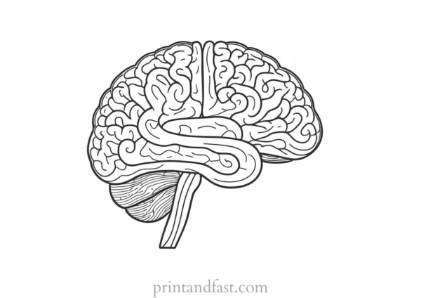 brain coloring page with answers