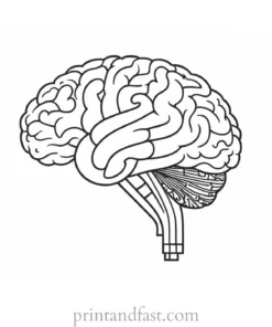 brain coloring page with key