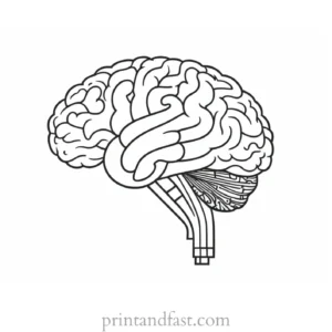 brain coloring page with key