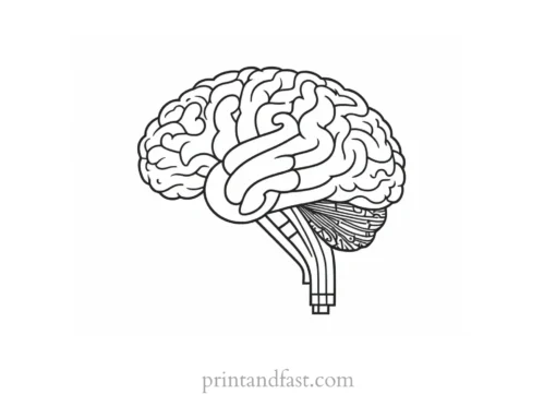 brain coloring page with key