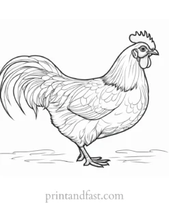 chicken coloring page artwork