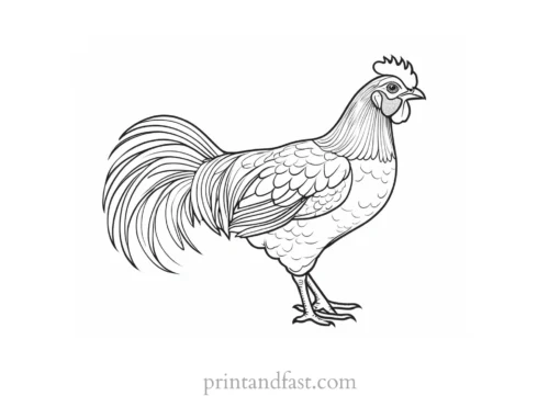 chicken coloring page concept