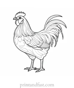 chicken coloring page outline