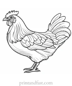 chicken coloring page picture