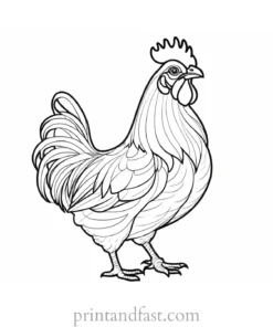 chicken coloring page project