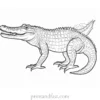 crocodile coloring page free