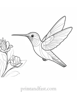 cute Hummingbird Coloring Page