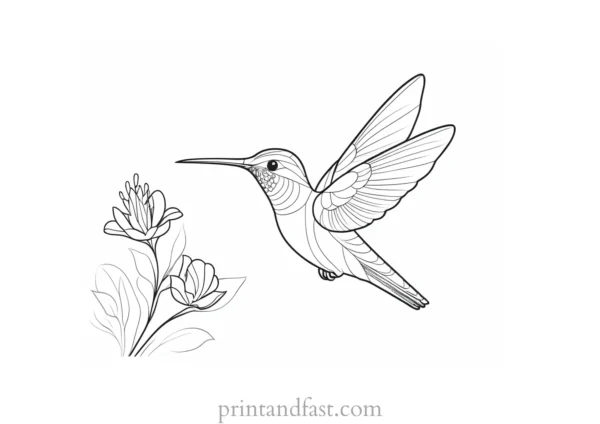 cute Hummingbird Coloring Page