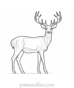 deer coloring page realistic