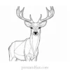 deer coloring page winter