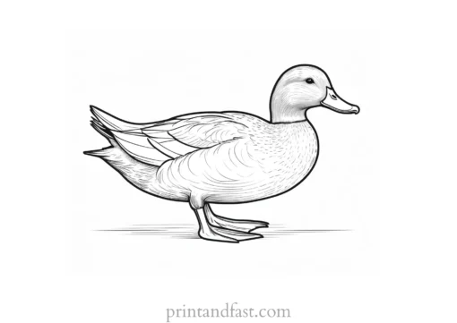 detailed duck coloring page