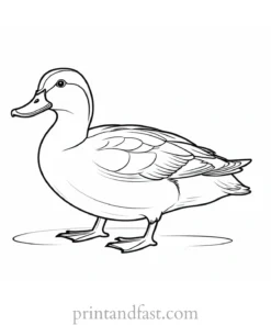 duck coloring page cute