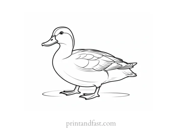 duck coloring page cute