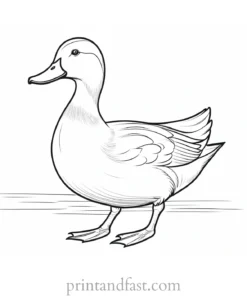 duck coloring page easy