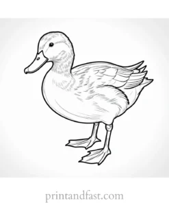 duck coloring page for kids