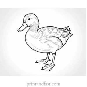 duck coloring page for kids