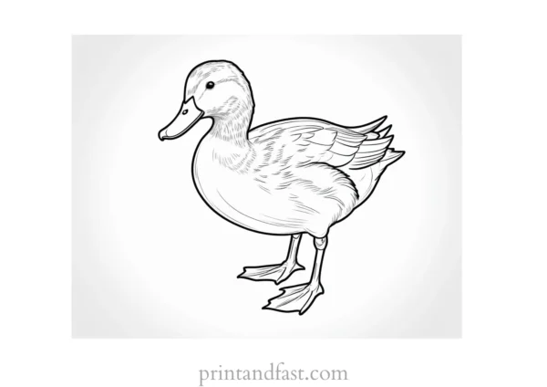 duck coloring page for kids