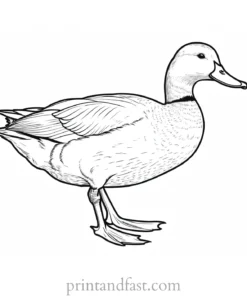 duck coloring page online