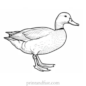 duck coloring page online