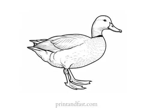 duck coloring page online