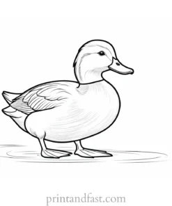 duck coloring page outline