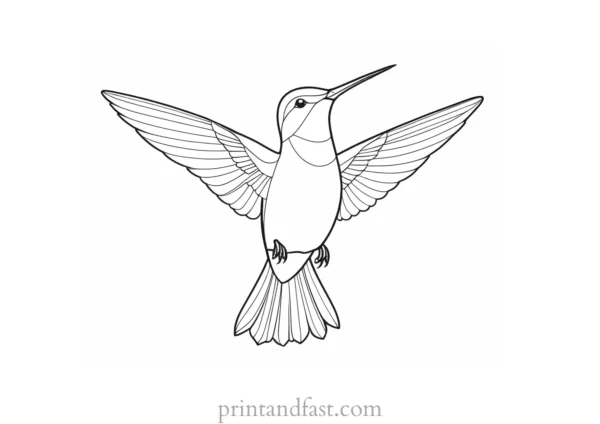 easy Hummingbird Coloring Page