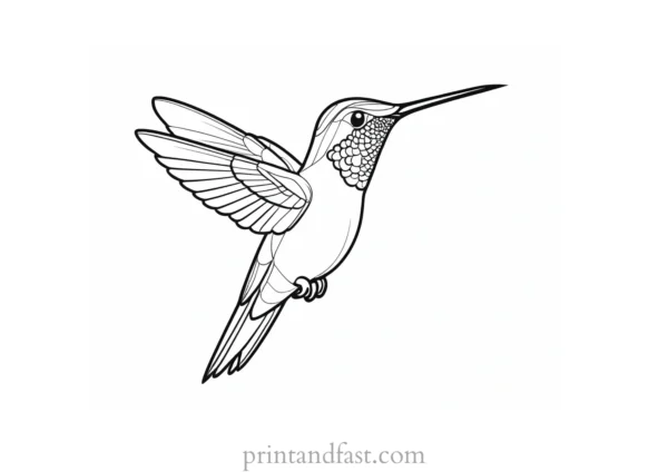 exotic Hummingbird Coloring Page