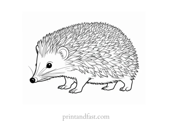 funny hedgehog coloring page