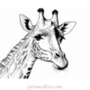 giraffe coloring page realistic