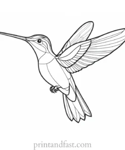 hummingbird Coloring Page Designs